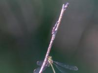 Südliche Binsenjungfer Libelle Männchen